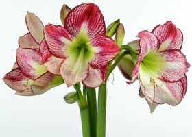 hippeastrum Flamenco Queen (1)